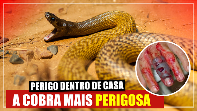 Animais Perigosos do Brasil: As Cobras