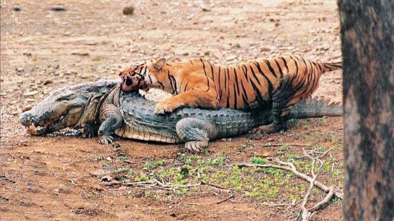 Blog A Noticia do Vale - O que esse tigre fez com o crocodilo você não vai  acreditar