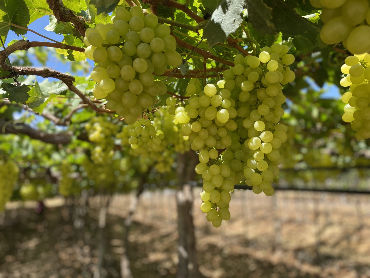 Abertas inscrições para o curso on-line de Viticultura Tropical no Semiárido