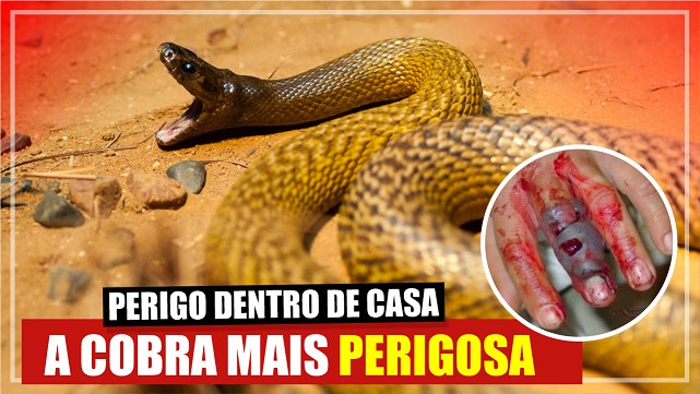 Animais mais perigosos da Austrália