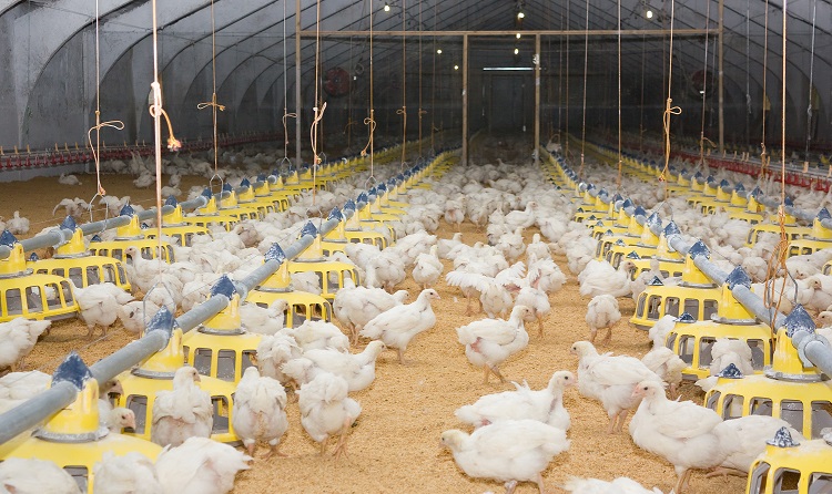 Biomin Temperaturas altas afetam o consumo de racao em frangos de corte FotoDivulgacao