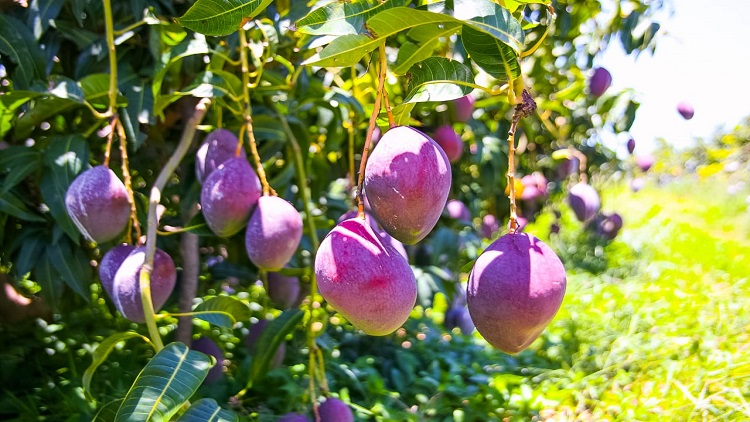 Korin Uso de bioinsumos impede perdas na producao de frutas devido a crise hidrica FotoDivulgacao Manga