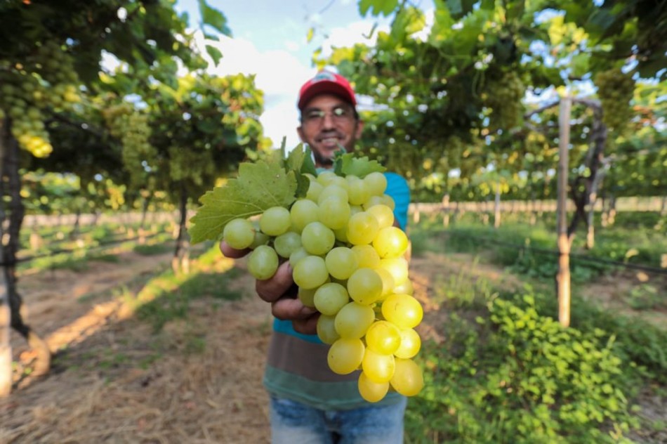 Produção de uvas no acampamento do MST ameaçado de despejojpeg