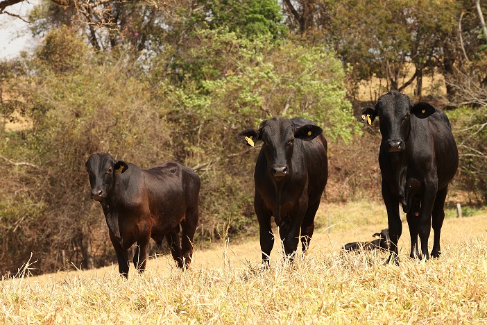 CEVA SAUDE ANIMAL Pecuaria de corte carrapatos