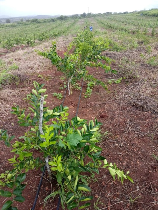 FOTO arquivo Embrapa plantio de limão em Poço Redondo SE