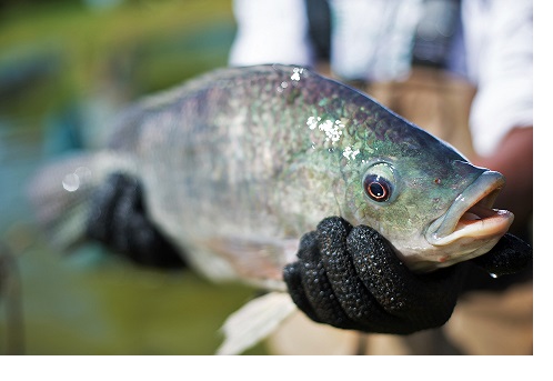 PHIBRO Baixas temperaturas do inverno prejudicam o metabolismo e a reproducao de peixes Foto CNA