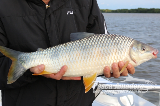 Piapara Torneio de Pesca