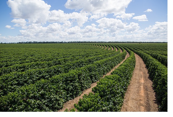 SINDIVEG Plantacao de cafe Credito CNA