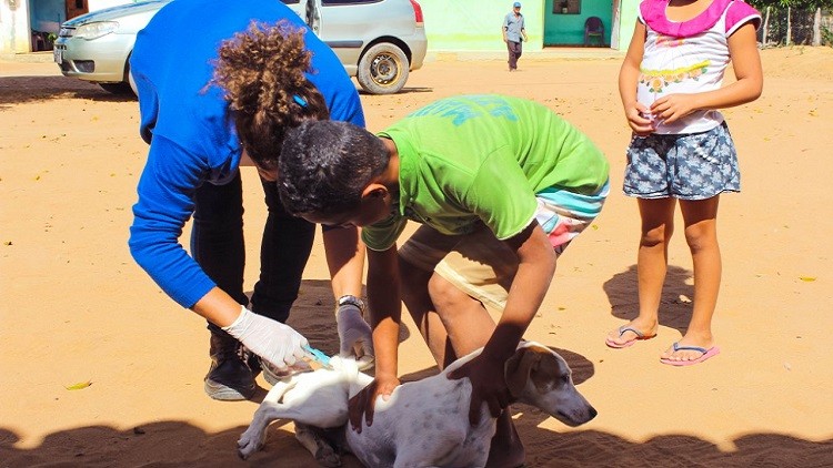 Vacinação em cães e gatos