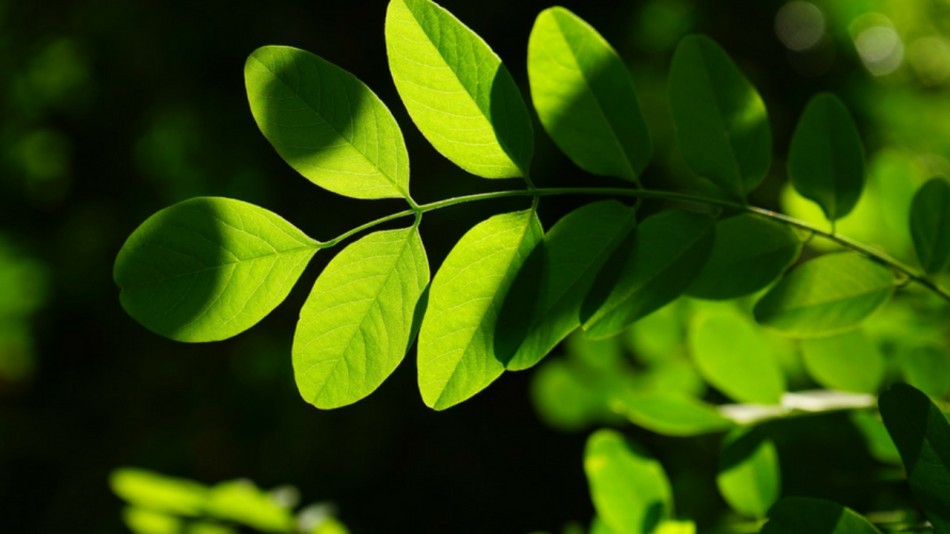 beneficios da planta moringa 1280x720