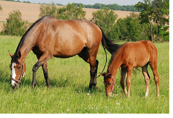 linha Equistro Ipaligo Foal