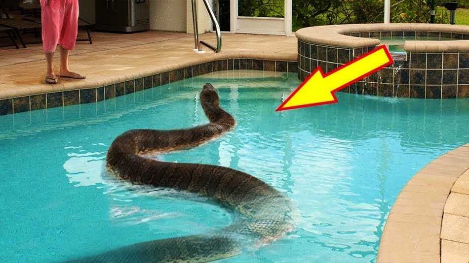 thumbnail ANIMAIS SELVAGENS CONTRADOS EM PISCINAS mais curiosidades