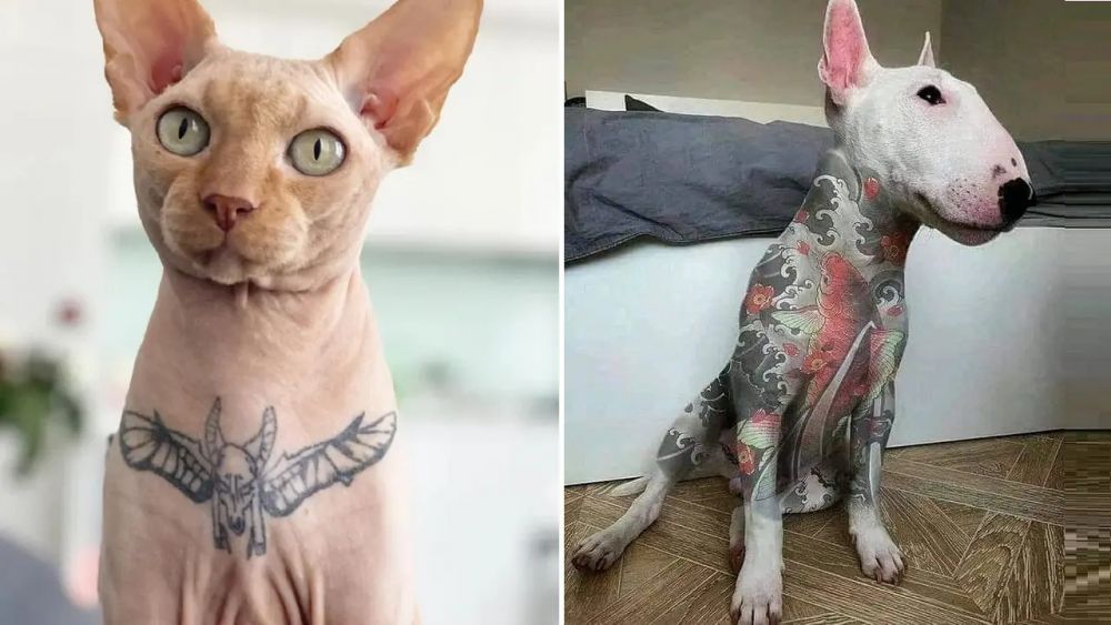Câmara aprova proibição de tatuagem em cães e gatos com fins