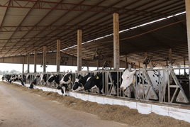 Relatório da Embrapa aponta eficácia da Creolina no tratamento de pododermatite em bovinos