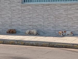 Mulher é atacada por cães em Petrolina