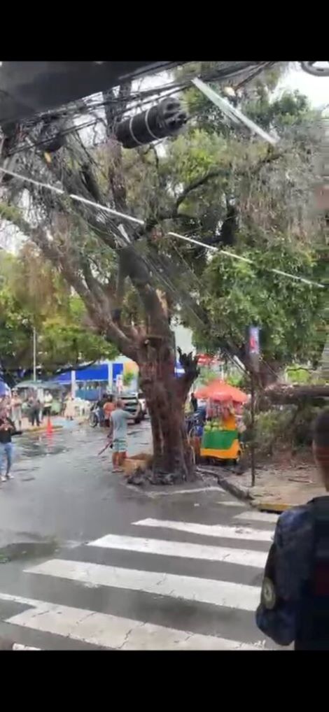 Video Árvore cai em frente ao Banco Itaú em Juazeiro Bahia