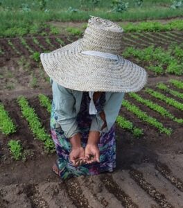 A Prefeitura de Juazeiro informa que pagamento do Garantia Safra 2024/2025 começa nesta quarta-feira (18).