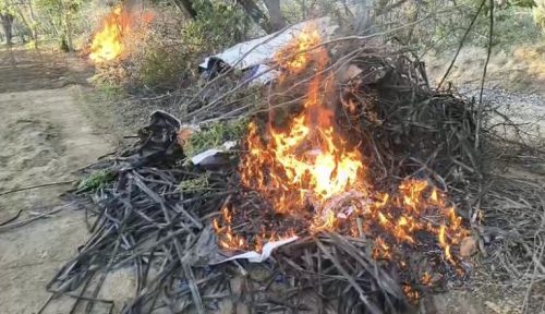 Erradica mais de 170 mil pés de maconha na zona rural de Abaré