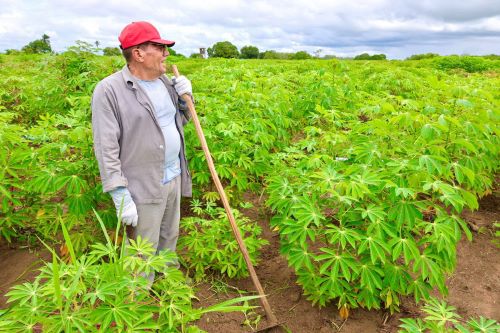 No Dia da Mandioca, pesquisa e parceria movem o avanço da cultura na Bahia