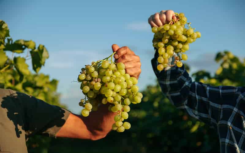 Abrafrutas celebra aprovação do PL dos safristas e destaca avanço para a fruticultura brasileira
