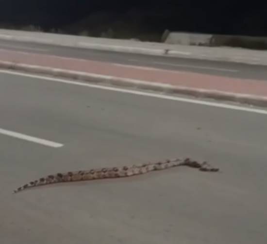 Jiboia é vista tentando atravessar pista da Orla III de Petrolina