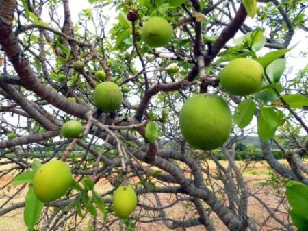 Seagri reúne 12 municípios da Chapada para discutir ampliação de renda com agroextrativismo