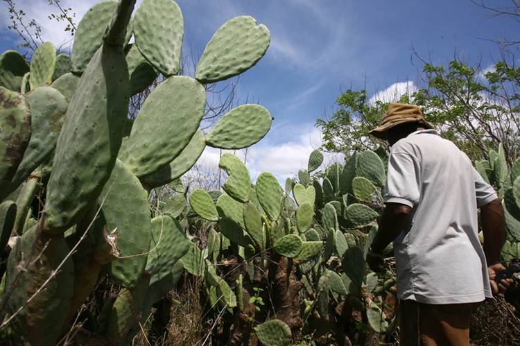 Projeto vai desenvolver palma mais resistente e com maior potencial nutricional