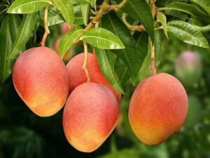 Exportações brasileiras de frutas batem recorde no primeiro semestre de 2026