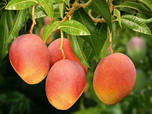 Exportações brasileiras de frutas batem recorde no primeiro semestre de 2026
