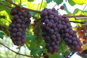 Nota da Abrafrutas sobre a tarifa adicional dos Estados Unidos às frutas brasileiras