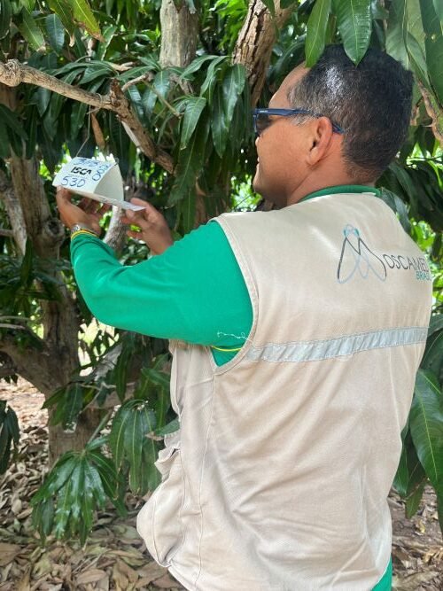 Moscamed reforça importância do monitoramento de moscas-das-frutas com o início da safra de manga para os Estados Unidos