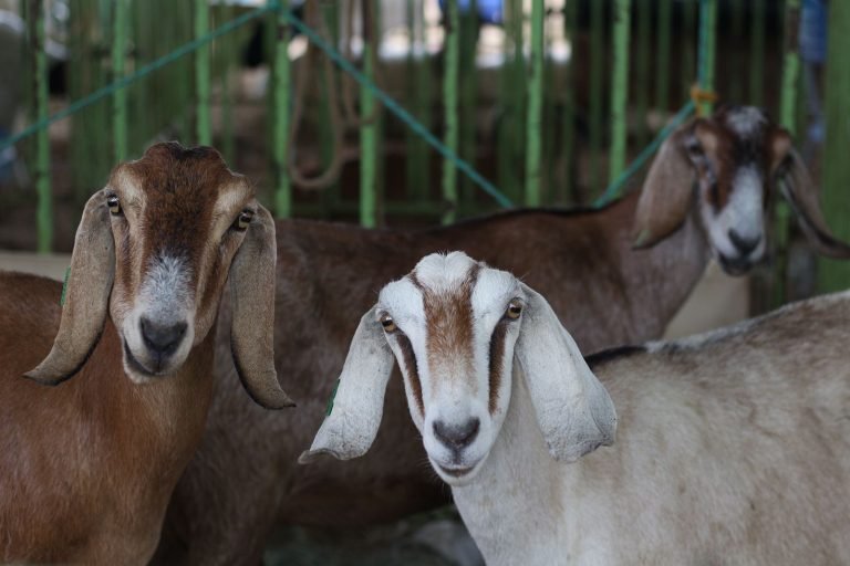 Distrito de Pinhões se prepara para receber a 17ª Feira da Caprinocultura