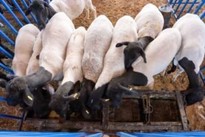 Conhecimento e inovação em melhoramento genético marcam o segundo dia da Feira do Bode de Pinhões