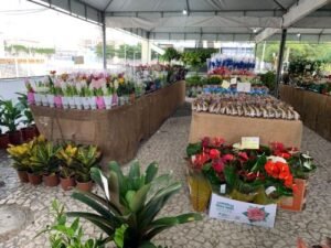 Feira de Flores de Holambra reúne mais de 200 espécies no centro de Juazeiro da Bahia