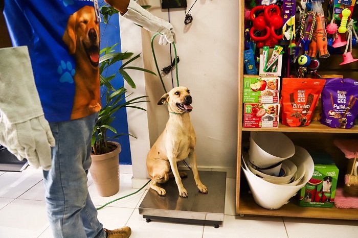 Prefeitura de Sobradinho realiza castração de animais de rua