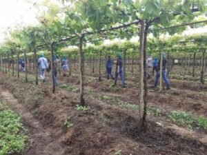 STTAR convoca categoria para 33ª Campanha Salarial da Hortifruticultura