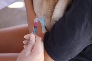 Vacina antirrábica: quatro bairros de Petrolina recebem imunizantes para cães e gatos