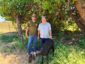 Programa de melhoramento genético beneficia criadores de ovinos de Casa Nova