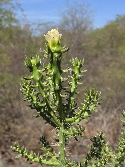 Nova espécie de cacto é descoberta na caatinga baiana após mais de um século sem novos registros desse gênero de plantas