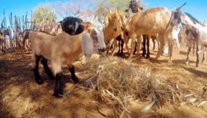 NE bate recorde com 30 milhões de caprinos e ovinos e Bahia lidera
